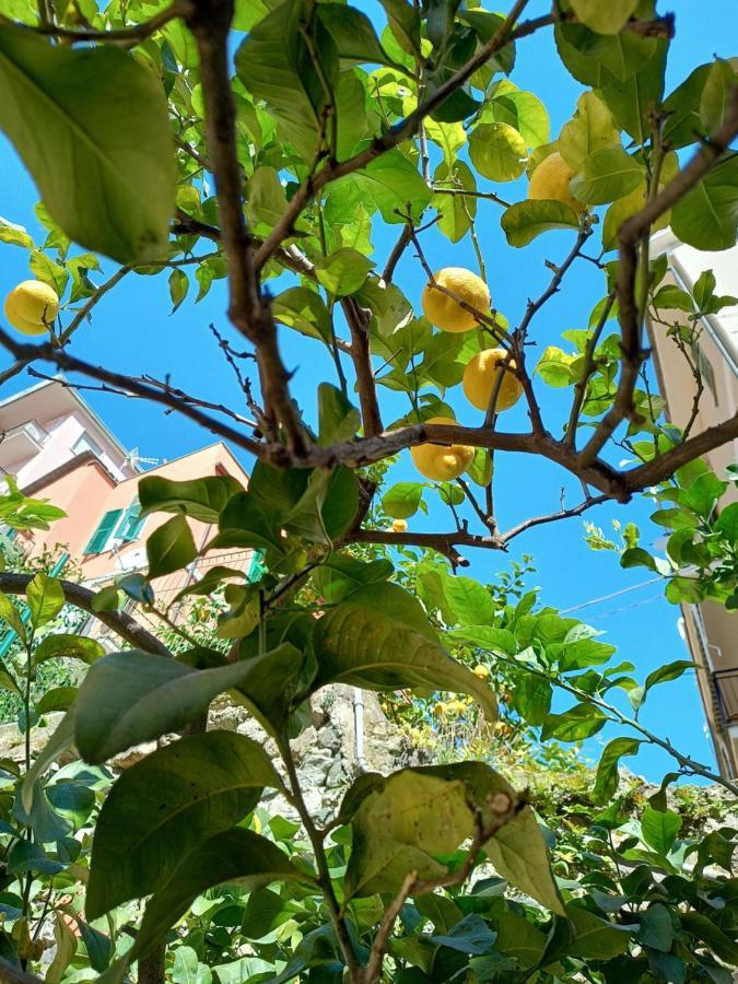 Apartament Lemons House Monterosso al Mare Zewnętrze zdjęcie